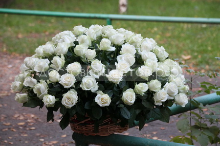 Корзина из 101 белой розы "Аврора"